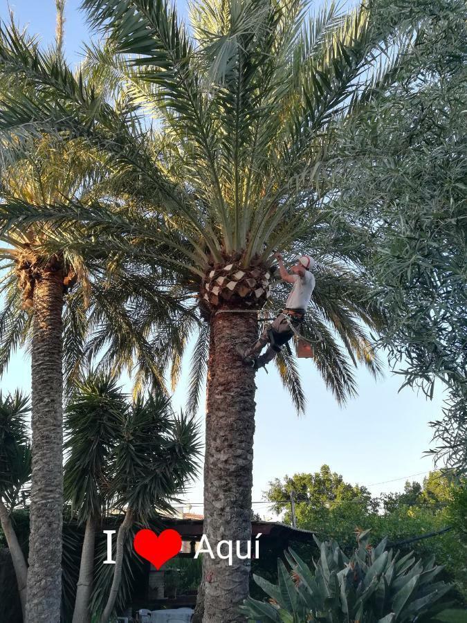 Sun & Palm Trees * Balsares